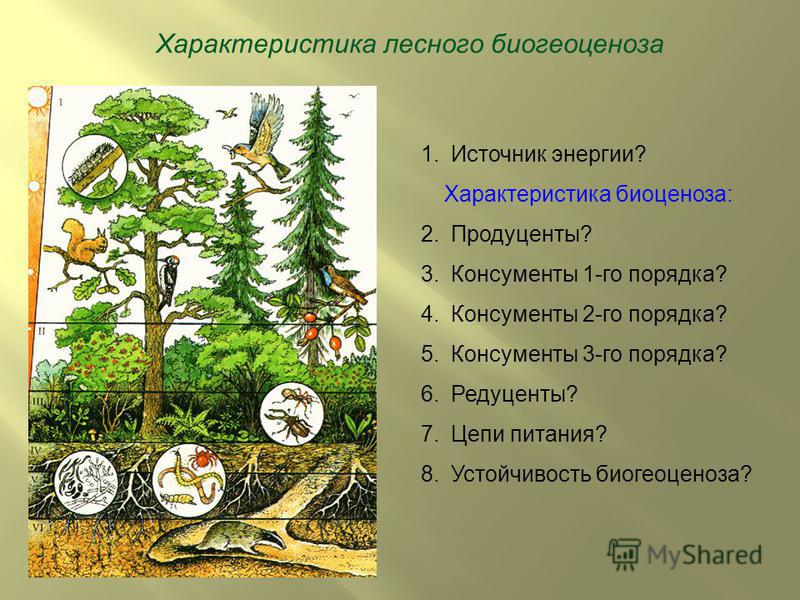 Характеристика Биогеоценоза И Экосистем Реферат Характеристика Биогеоценоза И Экосистем Реферат