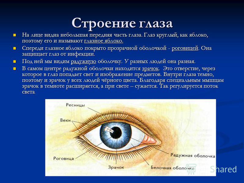 Реферат: Устройство глаза человека (Доклад) (WinWord 98)