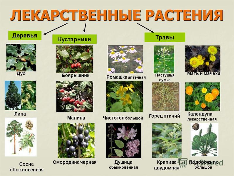 Лекарственные растения конкурсы Лекарственные растения конкурсы