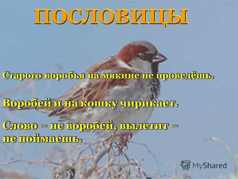 Воробей и на кошку чирикает это поговорка Воробей и на кошку чирикает это поговорка