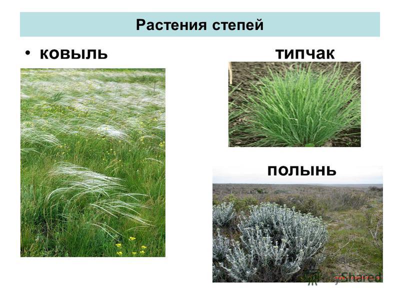 Ковыль картинка окружающий мир 4 класс