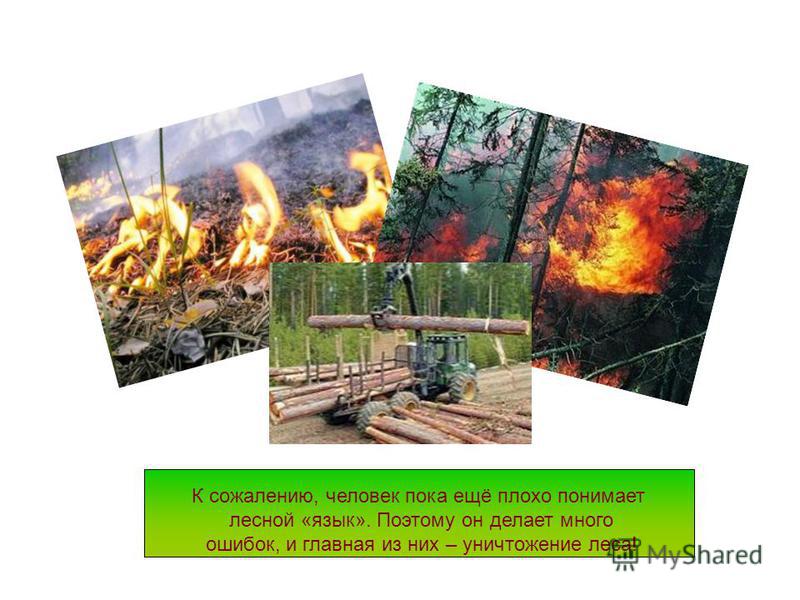 К сожалению, человек пока ещё плохо понимает лесной «язык». Поэтому он делает много ошибок, и главная из них – уничтожение леса!