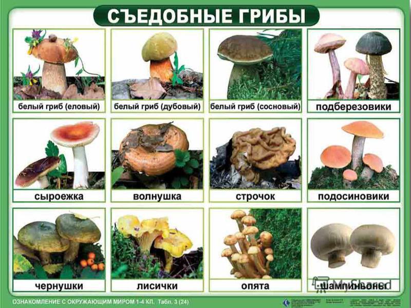 Съедобные Грибы Кубани Фото