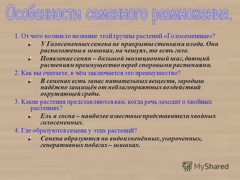 Какие растения не имеют семена Какие растения не имеют семена