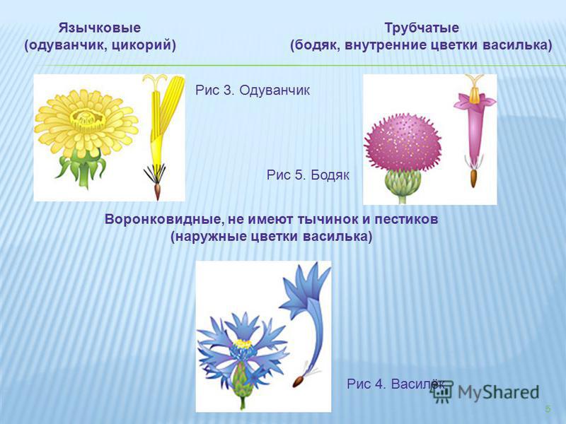 Цветок пестик соцветие ромашка Цветок пестик соцветие ромашка