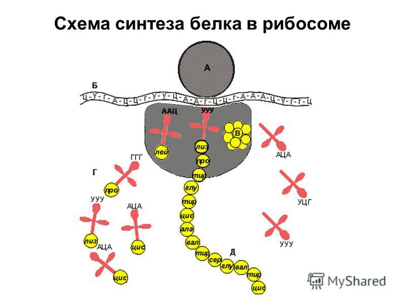 Не способны к самостоятельному синтезу белка Не способны к самостоятельному синтезу белка
