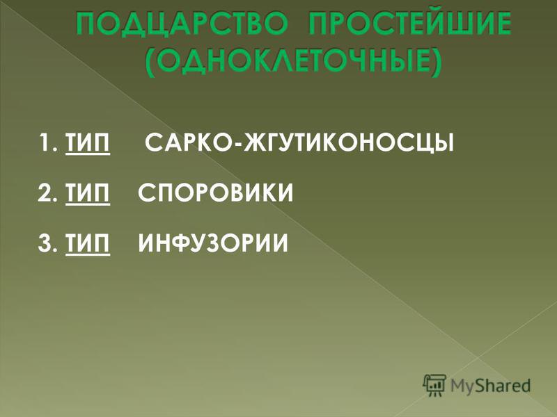 Корненожки радиолярии солнечники жгутиконосцы инфузории Корненожки радиолярии солнечники жгутиконосцы инфузории