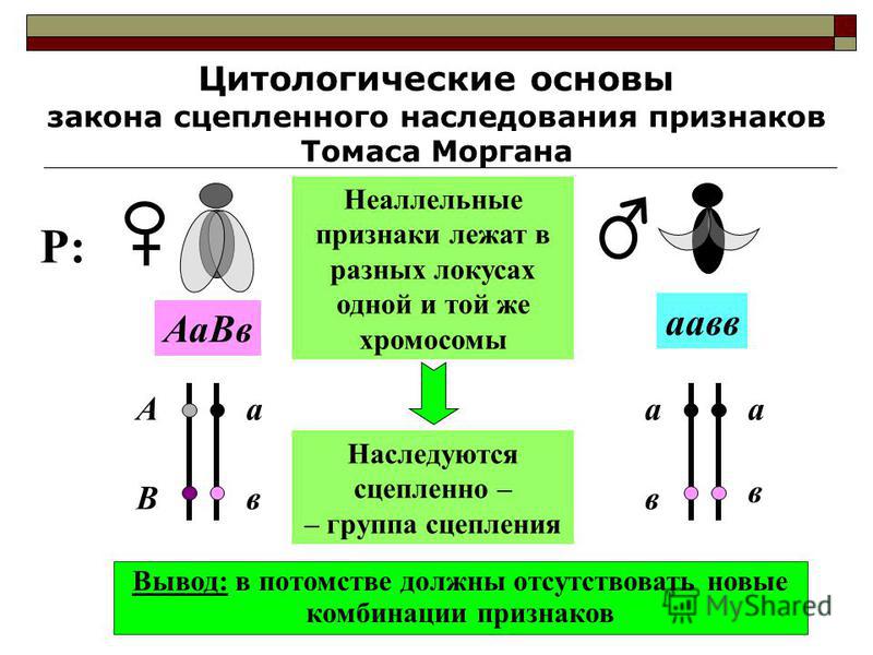 цитологическое обоснование закона независимого наследования Хилвар приладил
