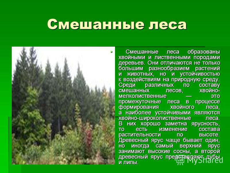 Скачать бесплатно и без регистрации презентацию россия страна лесов 4 класс окр.мир
