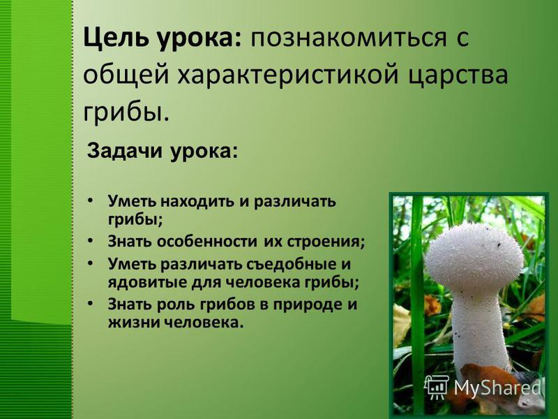 Презентация к уроку биологии в 5 классе на тему общая характеристика грибов