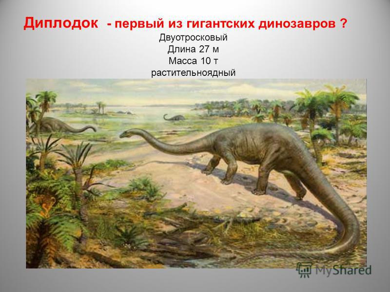 Диплодок - первый из гигантских динозавров ? Двуотросковый Длина 27 м Масса 10 т растительноядный
