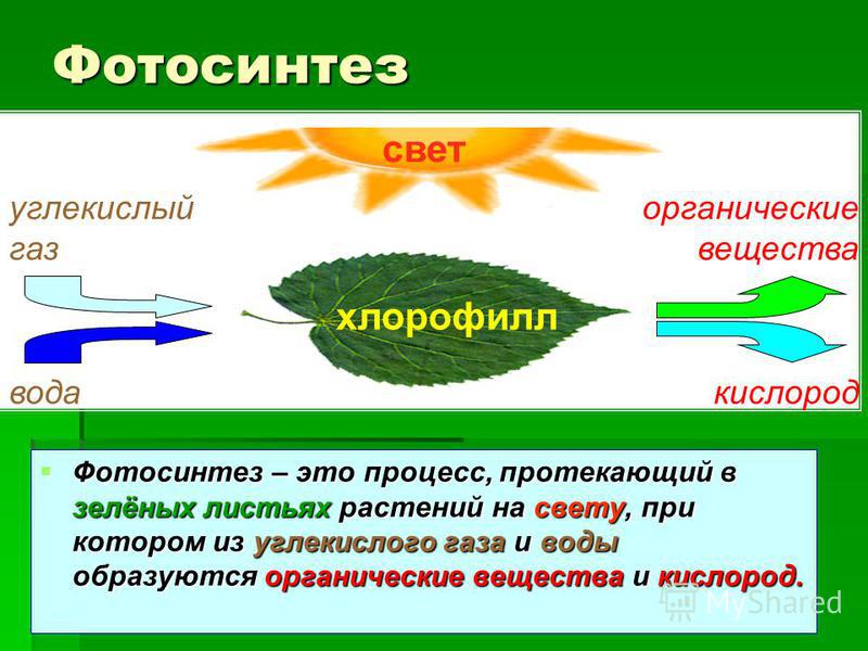 Фотосинтез Фотосинтез – это процесс, протекающий в зелёных листьях растений на свету, при котором из углекислого газа и воды образуются органические вещества и кислород. Фотосинтез – это процесс, протекающий в зелёных листьях растений на свету, при к