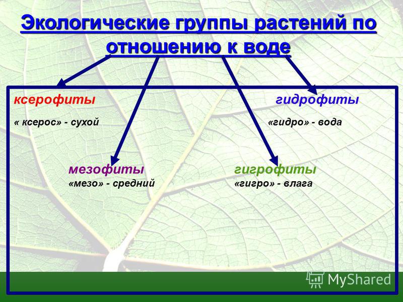Экологические группы растений по отношению к воде 6 класс экология