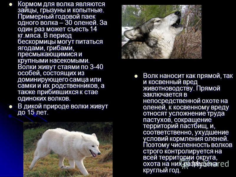 По географии задали доклад про волка в лесу 6 класс