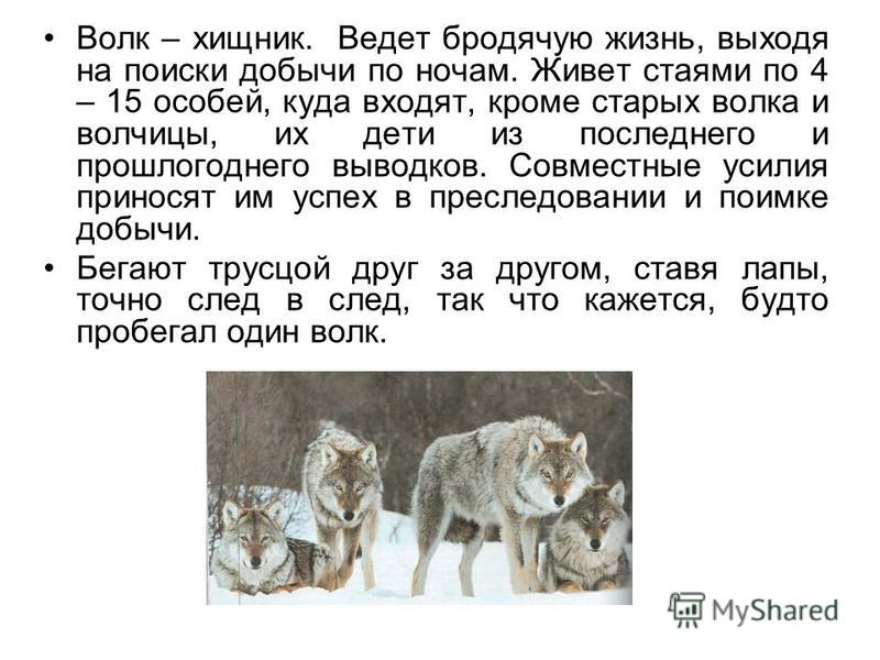 Реферат: Волки Реферат: Волки