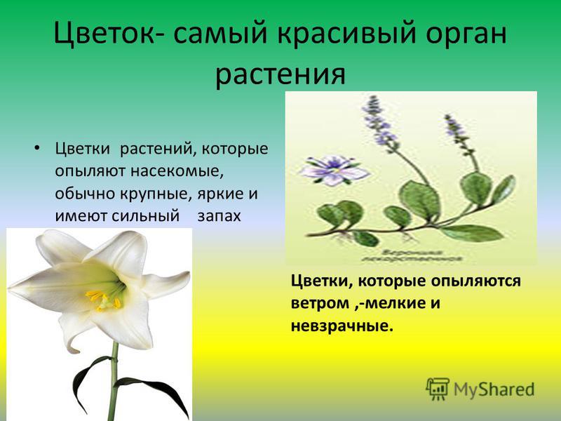 Цветок как орган растений Цветок как орган растений