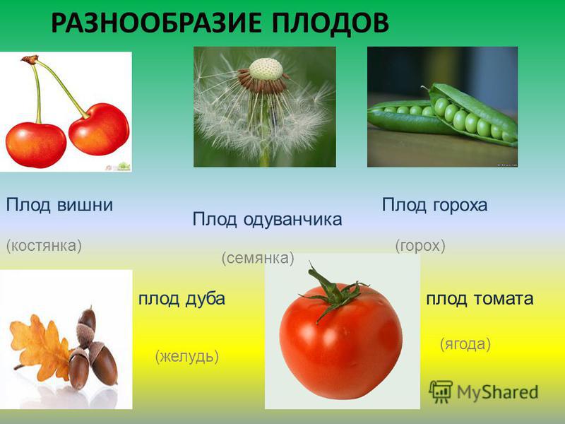 Съедобные ягоды в лесу: какие лесные ягоды съедобны, их фото Cached