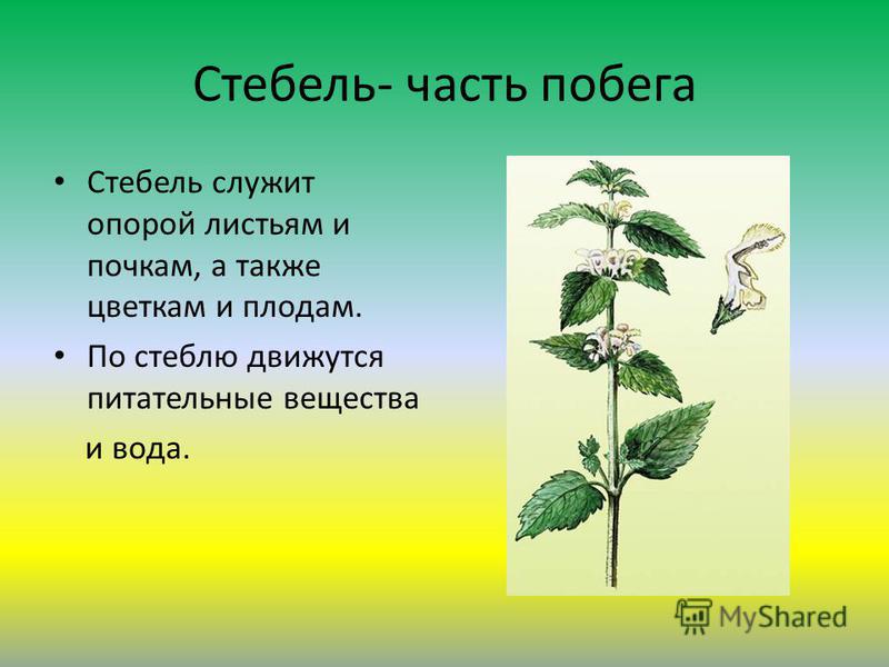 Цветок жизни и вода Цветок жизни и вода