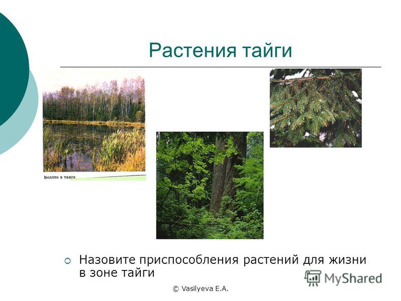 © Vasilyeva E.A. Растения тайги Назовите приспособления растений для жизни в зоне тайги