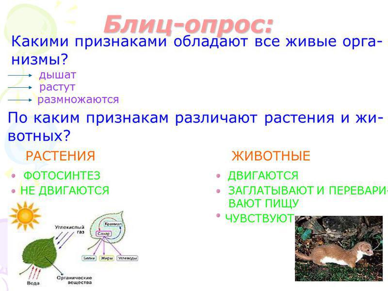 Как дышат животные окр мир 3 класс