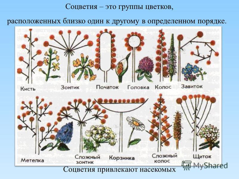 Презентация по теме лабораторная работа типы соцветий 6 класс
