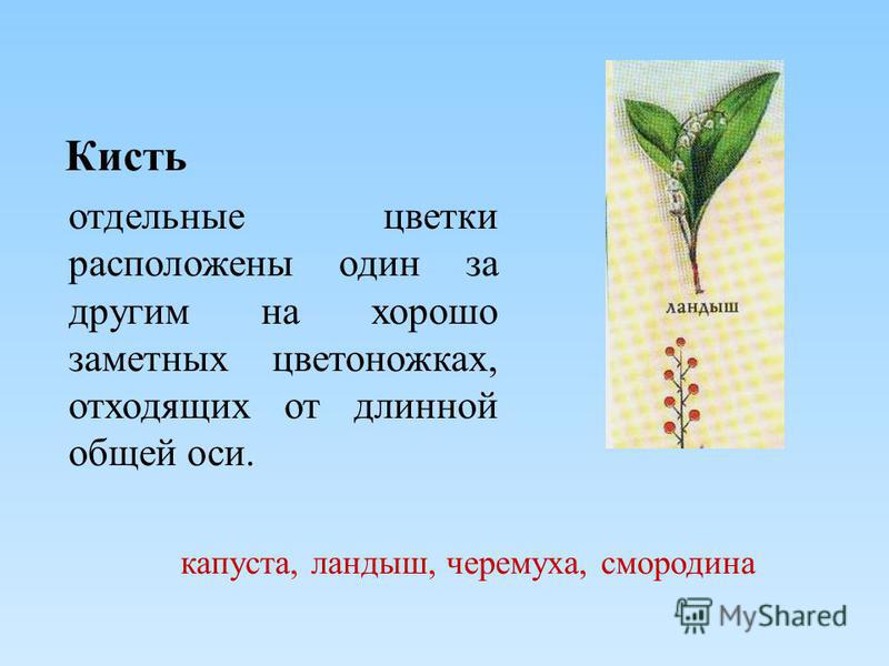 Скачать презентацию про соцветие 6класс