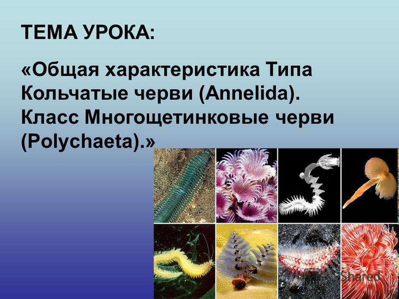 Урок биологии 7 класс характеристика многощетинковых червей