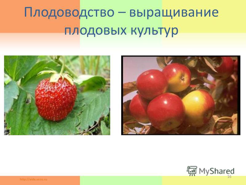 Плодоводство – выращивание плодовых культур 16
