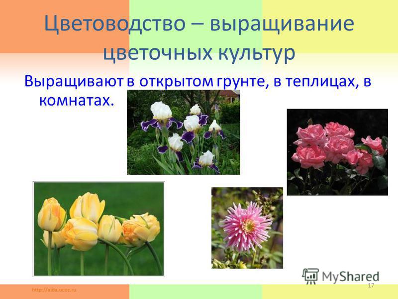 Цветоводство – выращивание цветочных культур Выращивают в открытом грунте, в теплицах, в комнатах. 17