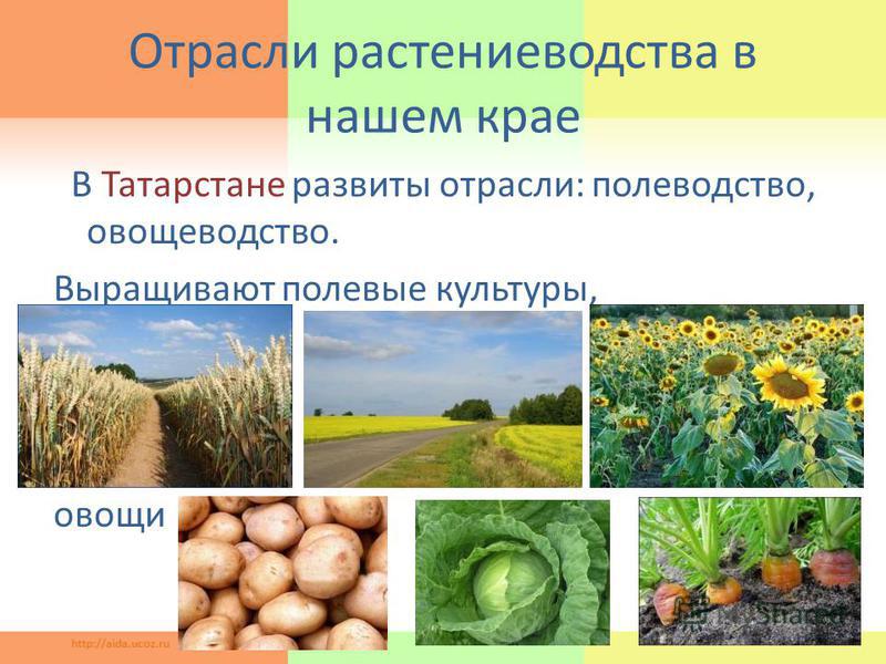 Отрасли растениеводства в нашем крае В Татарстане развиты отрасли: полеводство, овощеводство. Выращивают полевые культуры, овощи