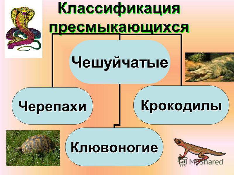 Урок по зоологии класс рептилий презентации