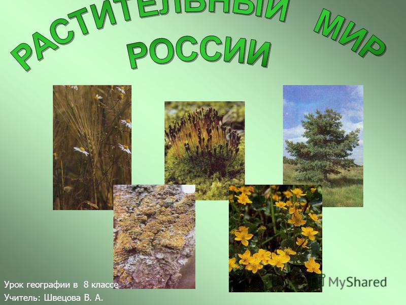 Реферат: Почвы и растительность Евразии