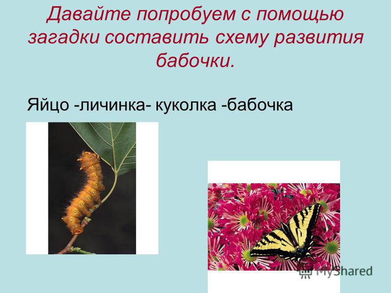 составить схему окружающий мир