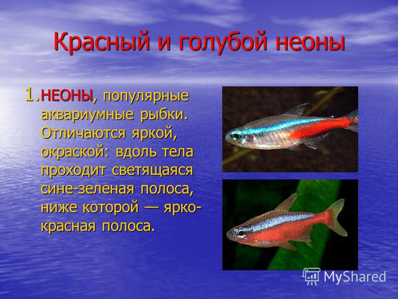 Красный и голубой неоны 1. НЕОНЫ, популярные аквариумные рыбки. Отличаются яркой, окраской: вдоль тела проходит светящаяся сине-зеленая полоса, ниже которой ярко- красная полоса.