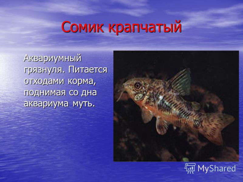 Проект для 2 класса рыбалка