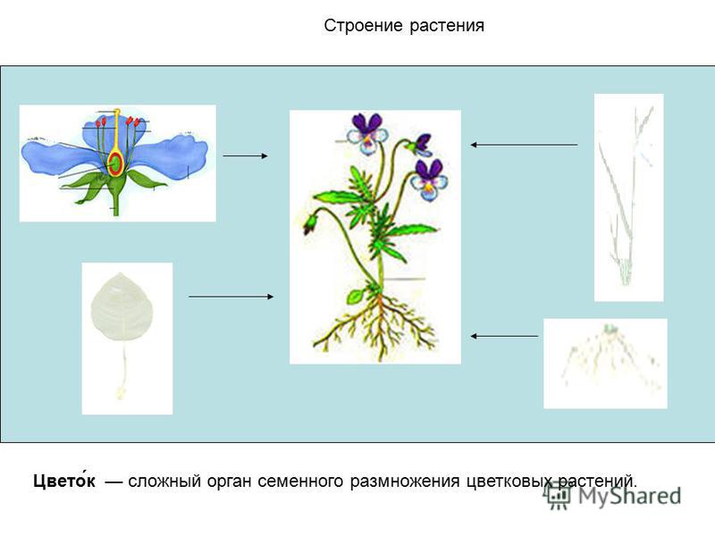 Проект строение растения 6 класс