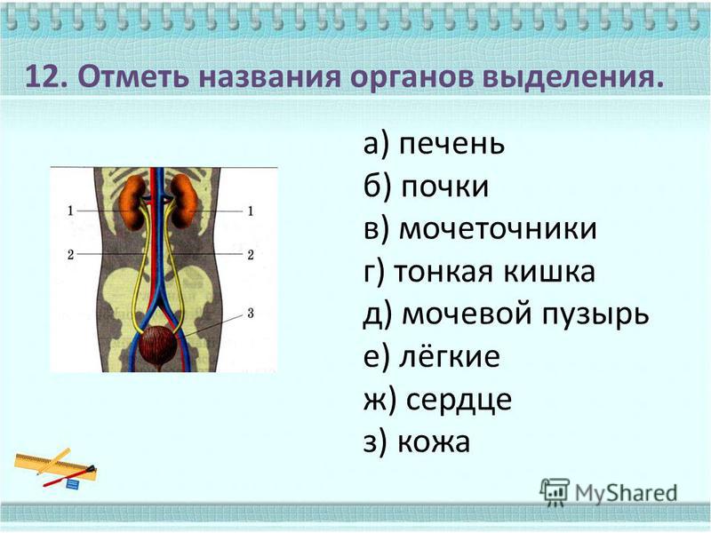 Напишите последовательность расположения органов выделения