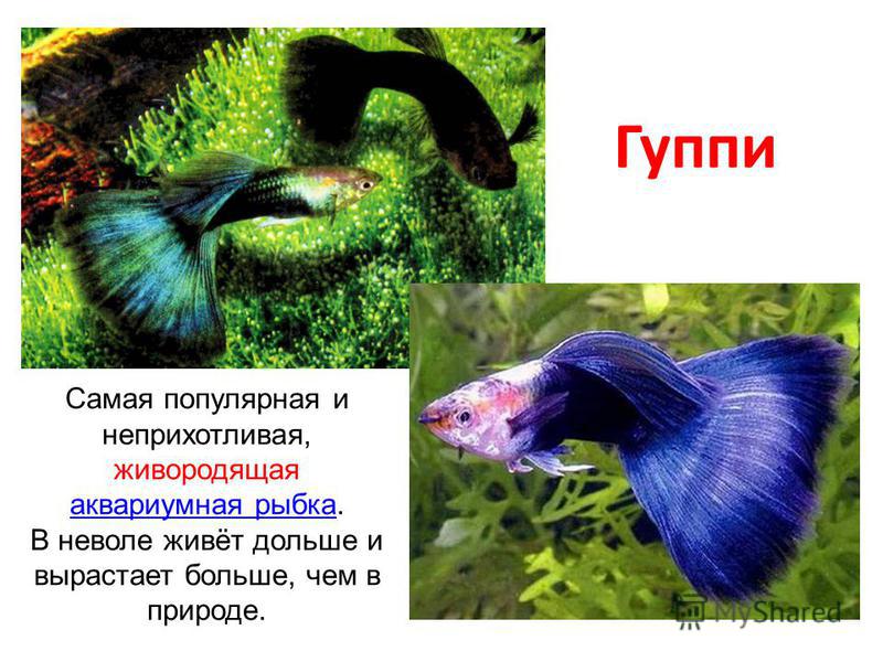 Как правильно сделать презентацию к уроку фото 408