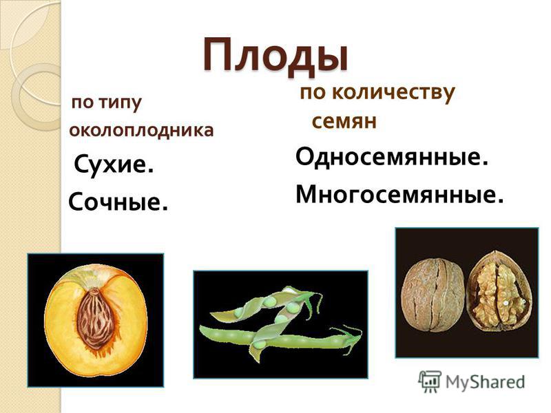 Одуванчик плод многосемянный Одуванчик плод многосемянный