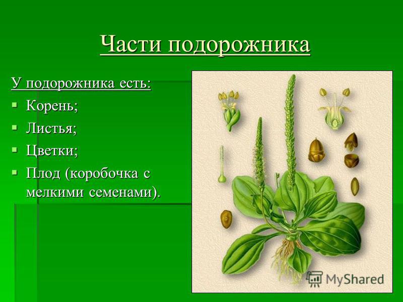 Подорожник Фото Окружающий Мир 2 Класс Подорожник Фото Окружающий Мир 2 Класс
