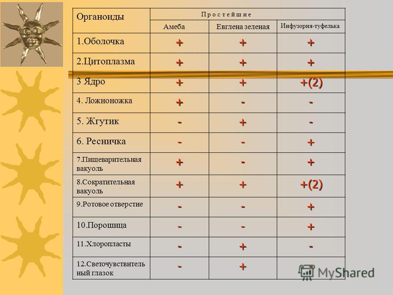 Реферат: Таблица по биологии амебы и прочие твари