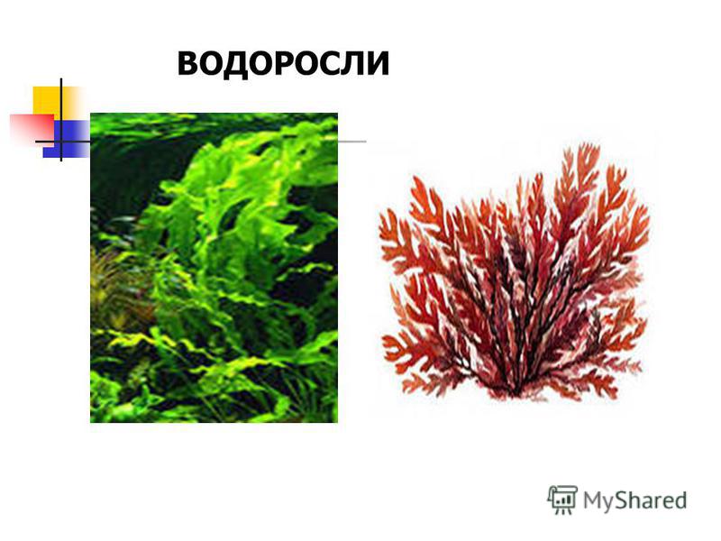 Поурочный План По Биологии 7 Класс Фгос Поурочный План По Биологии 7 Класс Фгос