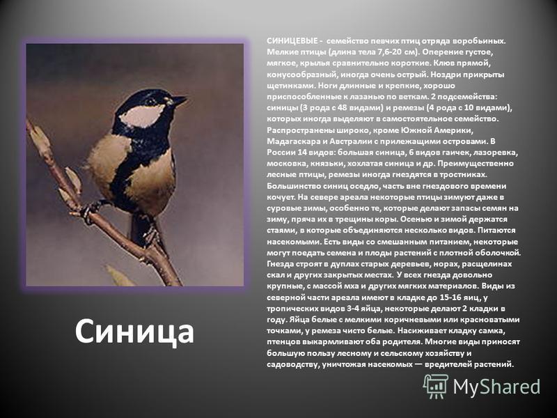 черная птица белые крылья слушать черная птица белые крылья слушать