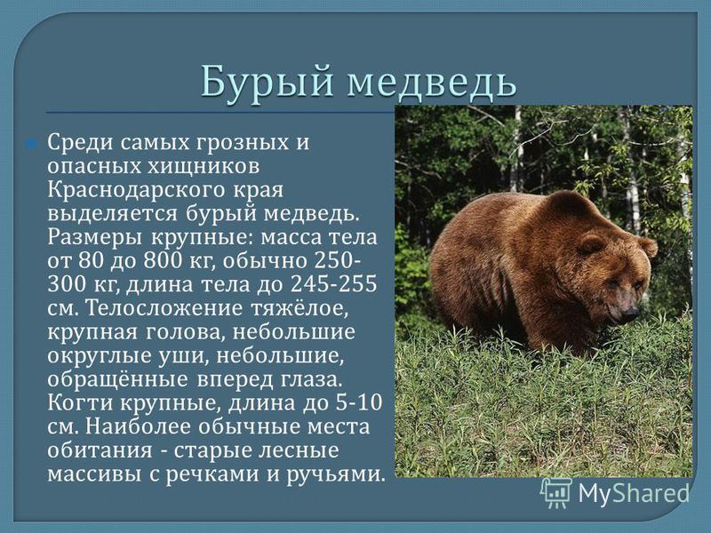 Среди самых грозных и опасных хищников Краснодарского края выделяется бурый медведь. Размеры крупные : масса тела от 80 до 800 кг, обычно 250- 300 кг, длина тела до 245-255 см. Телосложение тяжёлое, крупная голова, небольшие округлые уши, небольшие, 