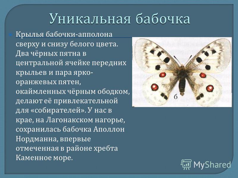 Крылья бабочки - аполлона сверху и снизу белого цвета. Два чёрных пятна в центральной ячейке передних крыльев и пара ярко - оранжевых пятен, окаймленных чёрным ободком, делают её привлекательной для « собирателей ». У нас в крае, на Лагонакском нагор