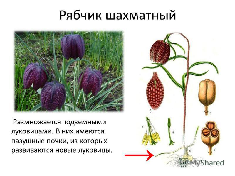 Рябчик шахматный рисунок