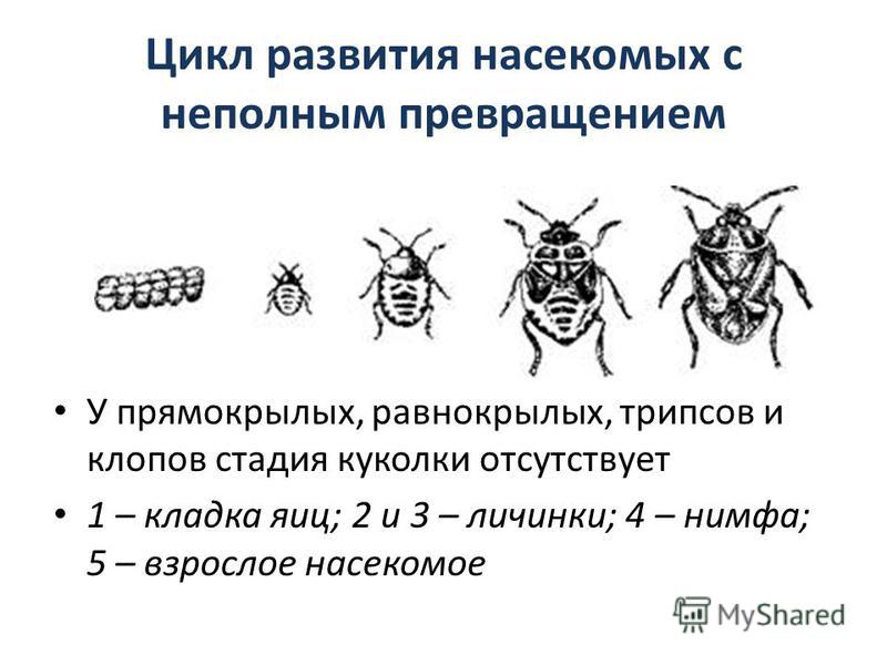 Тип развития насекомые фазы развития таблица