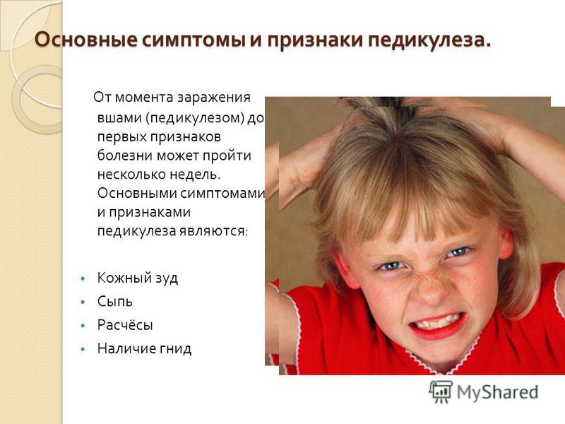 педикулёз симптомы фото педикулёз симптомы фото