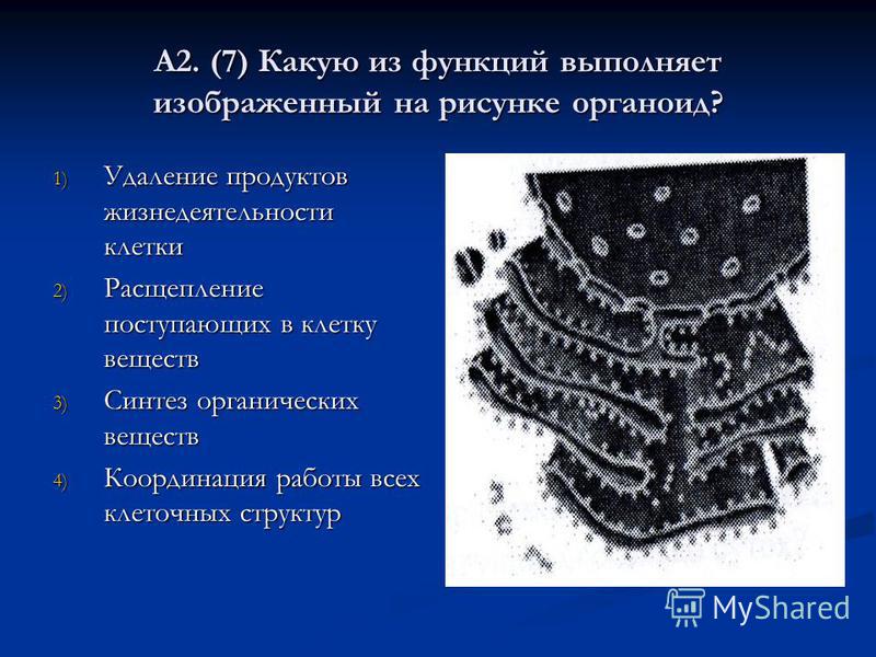 Изображённый на рисунке органоид Изображённый на рисунке органоид