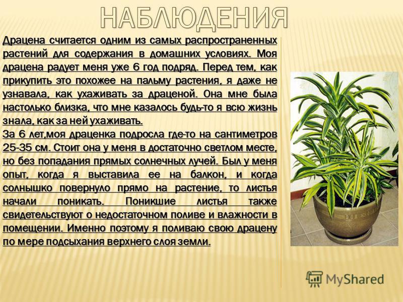 Драцена как ухаживать